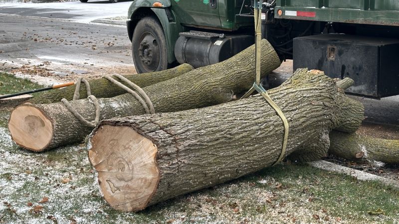 Tree Removal in Dormant Season