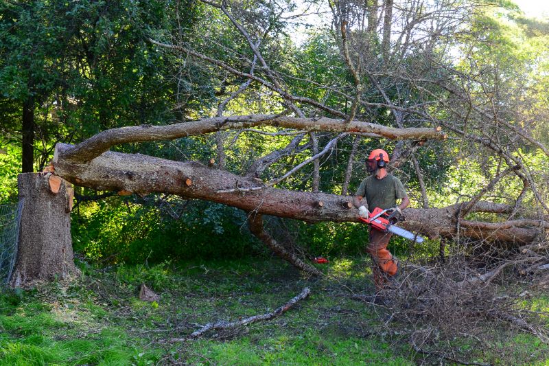 Safe Tree Felling