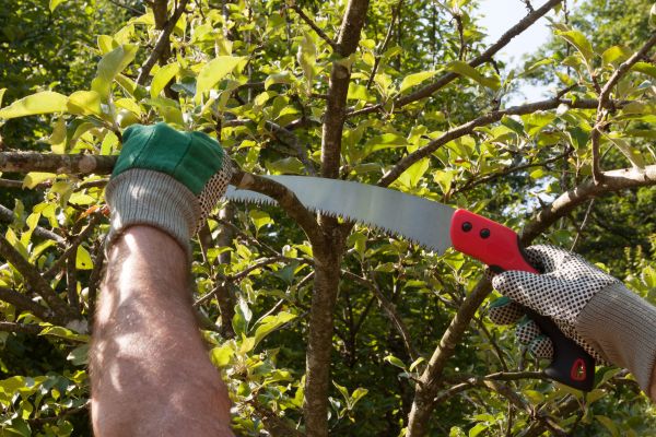 Cost of Small Tree Removal in Boston