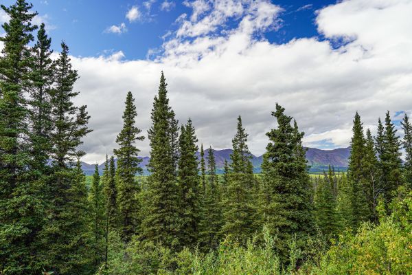Cost of Spruce Tree Removal in Boston