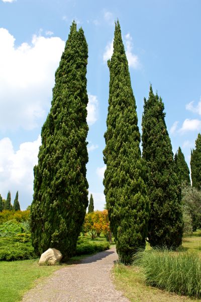 Cost of Cypress Tree Removal in Boston