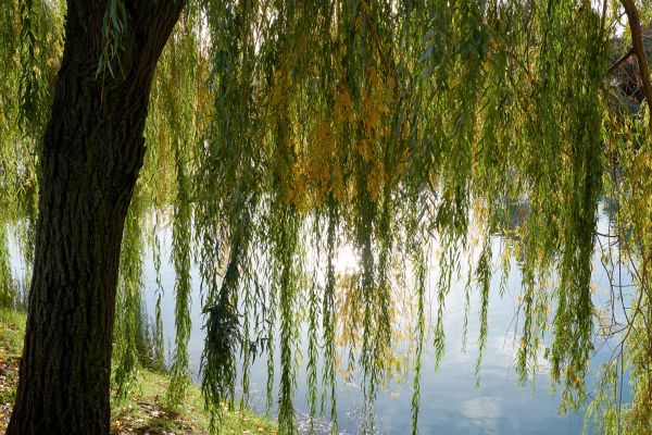 Cost of Willow Tree Removal in Boston