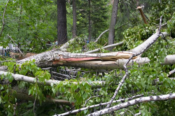 Cost of Birch Tree Removal in Boston