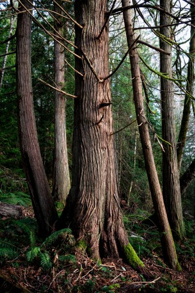 Cost of Cedar Tree Removal in Boston