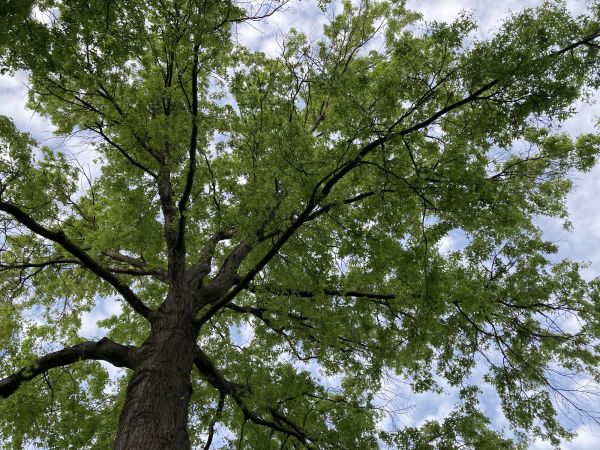 Cost of Oak Tree Removal in Boston