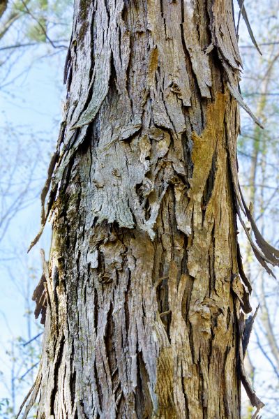 Cost of Hickory Tree Removal in Boston