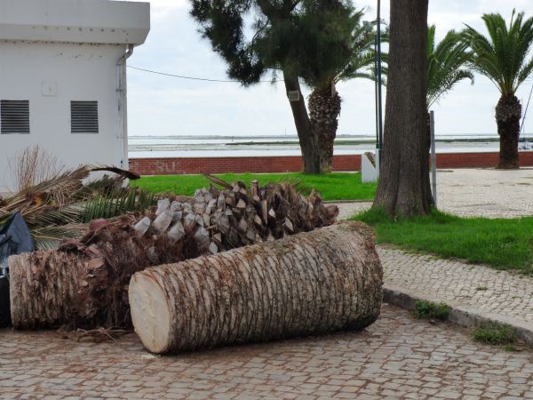 Cost of Palm Trees Removal in Boston