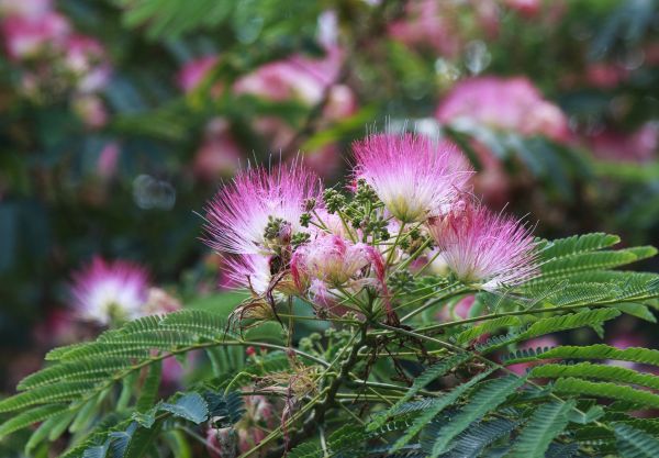Cost of Mimosa Tree Removal in Boston