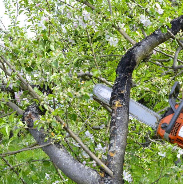 Cost of Apple Tree Removal in Boston