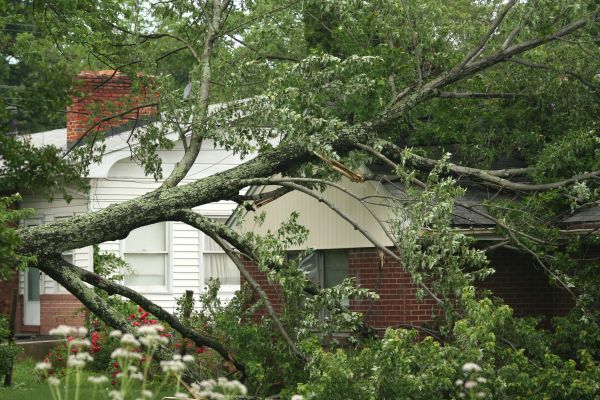 Cost of Emergency Tree Removal in Boston
