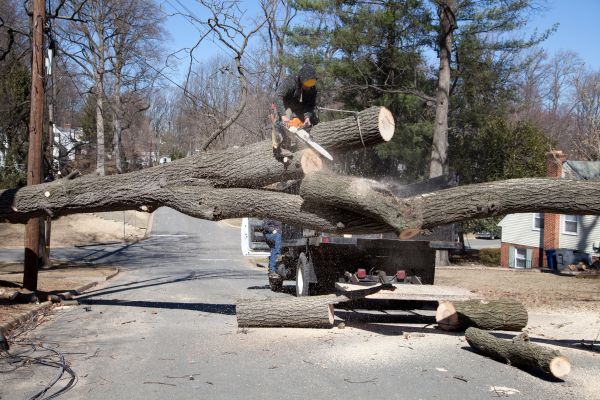 Cost of Residential Tree Removal in Boston