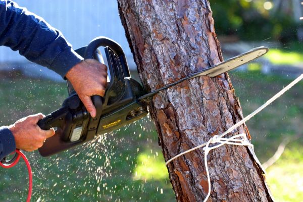 Cost of Dead Tree Removal in Boston